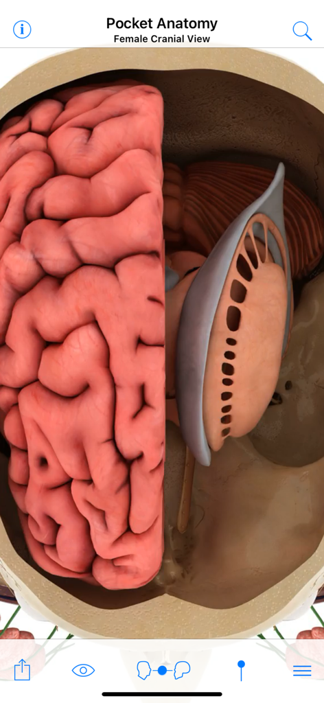 A detailed 3D medical visualization of a female brain and internal cranial structures within the Pocket Anatomy app