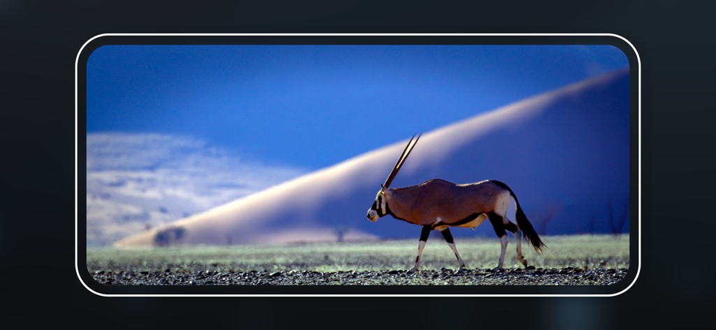 DaVinci Remote Monitor - Cinematic video stream of an oryx in a desert landscape on a professional monitoring app