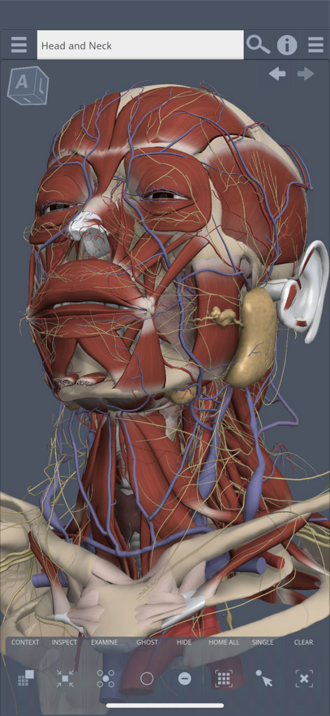 Primal's 3D Head & Neck - Detailed 3D anatomical model of the human head and neck showing muscles nerves and vascular systems