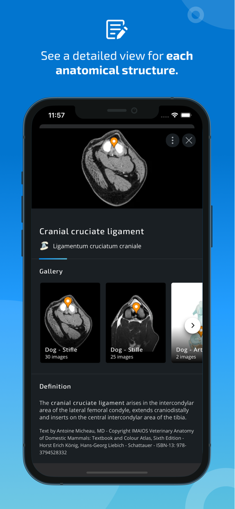 IMAIOS vet-Anatomy - Detailed anatomical view of a dog's cranial cruciate ligament including medical imaging and clinical definitions