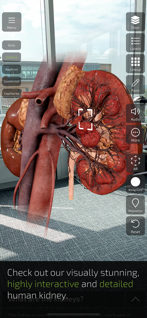 INSIGHT KIDNEY - An augmented reality view of a detailed 3D human kidney model showing its internal structures
