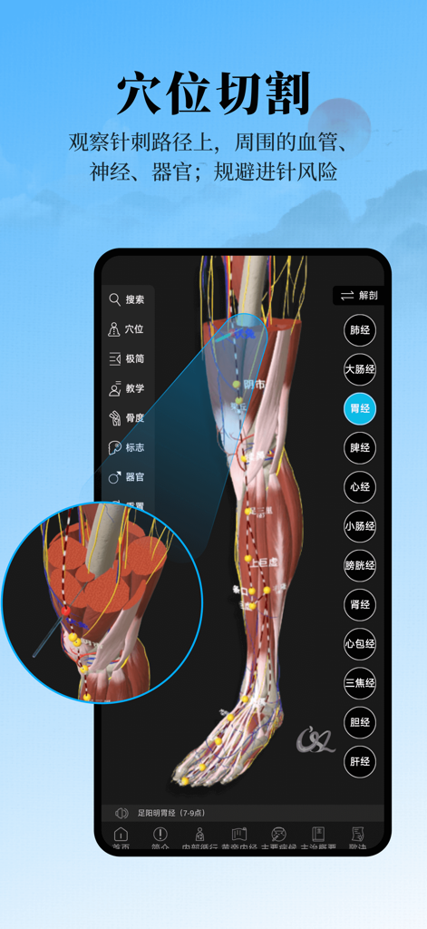 中医经络腧穴—针灸大师 - A 3D anatomical visualization showing a cross section of an acupuncture needle path in the leg including muscle and nerve layers