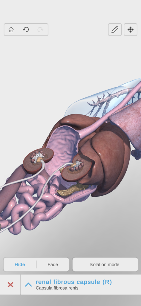 Complete Canine Anatomy 3D - Modelo anatómico 3D de los órganos internos caninos centrado en la cápsula fibrosa renal dentro de la aplicación Anatomía Canina Completa.