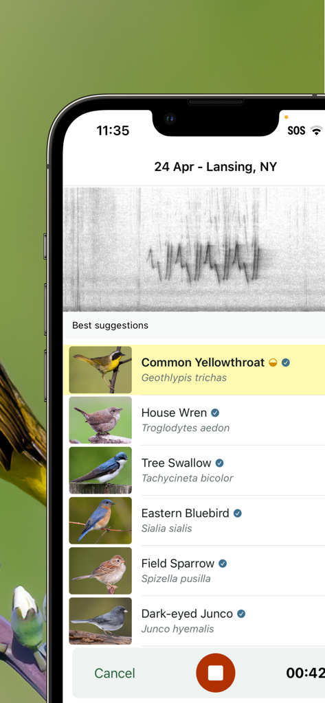 Merlin Bird ID app screen showing a list of bird suggestions like Common Yellowthroat identified through real time sound recording.