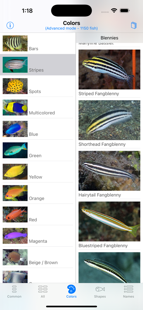 Interfaccia di ricerca dell'app North Sulawesi Fish ID per identificare i pesci per colore e motivi.