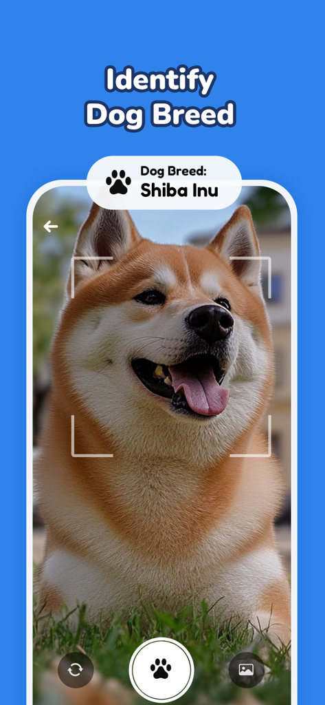 AI dog breed scanner identifying a Shiba Inu dog in the app interface