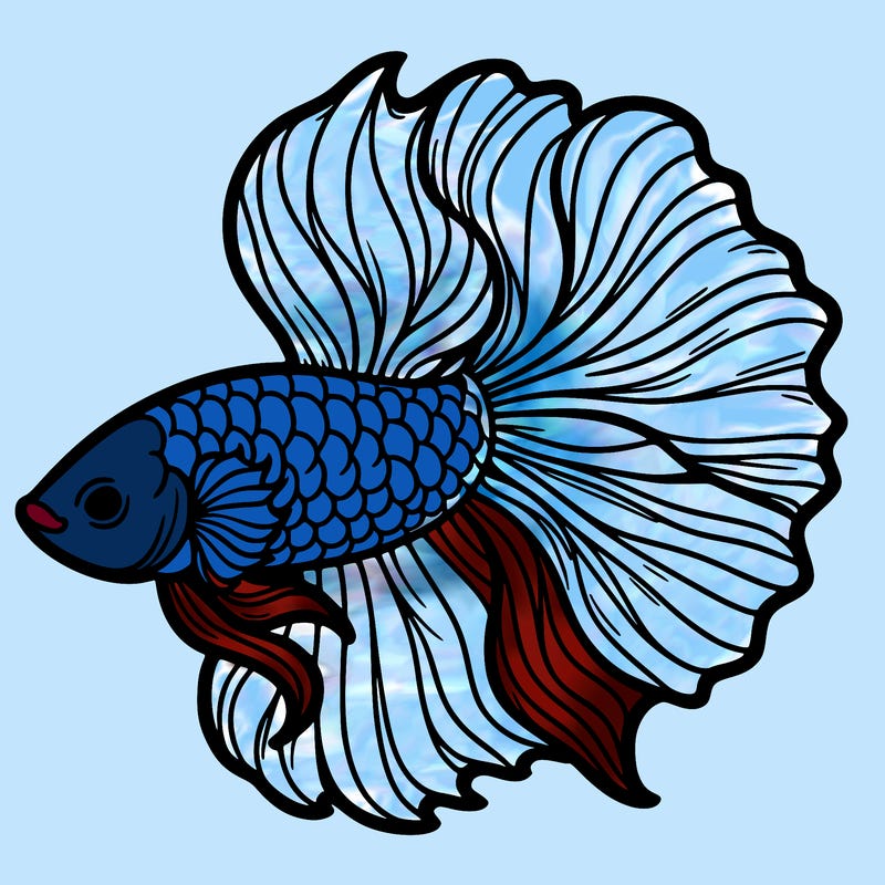 betta fish
