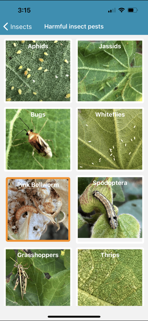 ICAC Cotton Expert - A grid of harmful cotton insect pests with names and photos in the ICAC Cotton Expert app.