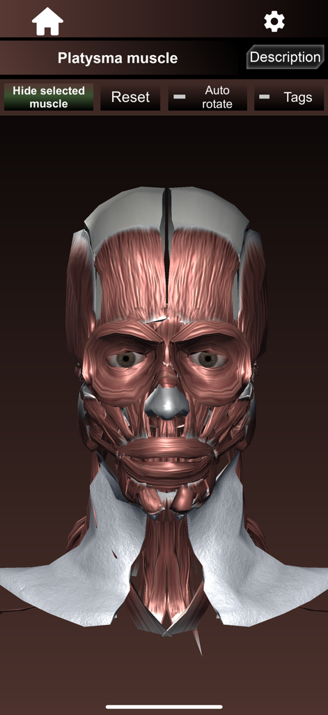 Um modelo 3D de alta definição do sistema muscular facial e do pescoço humano destacando o músculo platisma dentro da interface do aplicativo de anatomia.