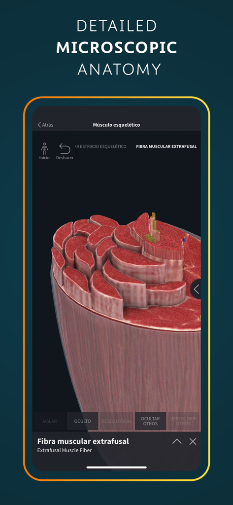 Detailed 3D microscopic anatomy view of an extrafusal muscle fiber