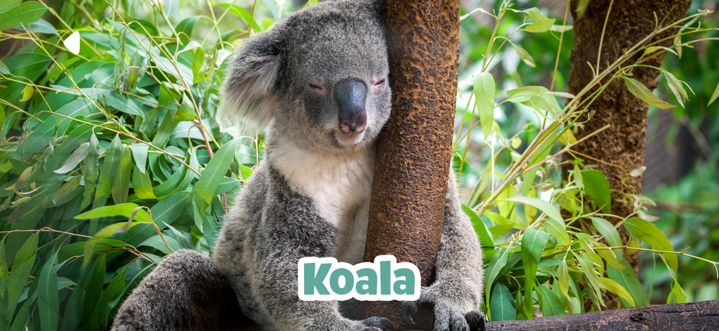 Kidify: Animal Sounds for Kids - Education App | MWM