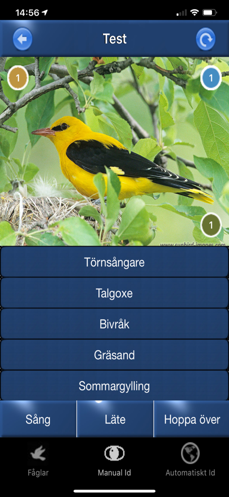 Bird identification test screen in the Bird Song Id app with a photo of a yellow bird and multiple choice answers