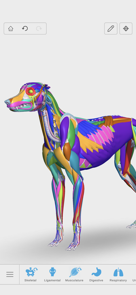 Complete Canine Anatomy 3D - Un modelo de musculatura canina en 3D codificado por colores de la aplicación Anatomía Canina Completa 3D.