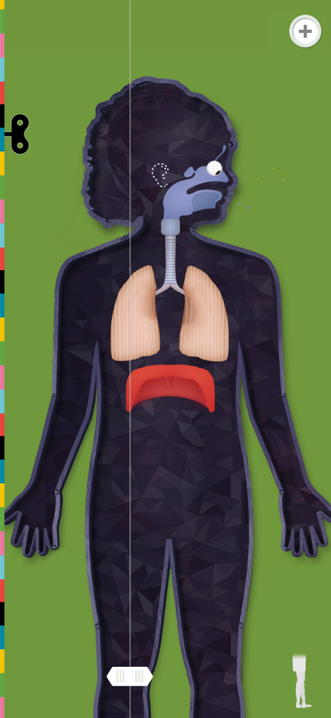Interactive illustration of the human respiratory system showing the lungs and diaphragm inside a body silhouette.
