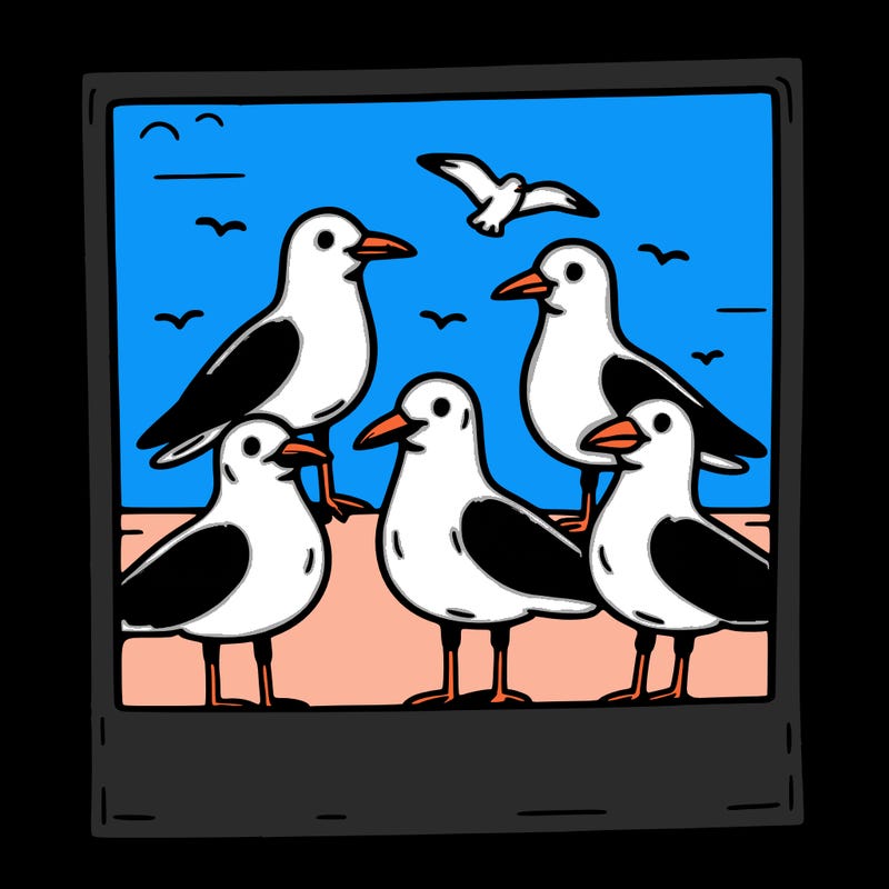 seagulls in a polaroid picture
