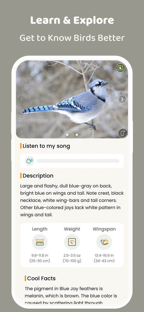 COOLFLY: Birding & Connection - A detailed bird profile page for a Blue Jay on the COOLFLY app featuring physical statistics and educational facts