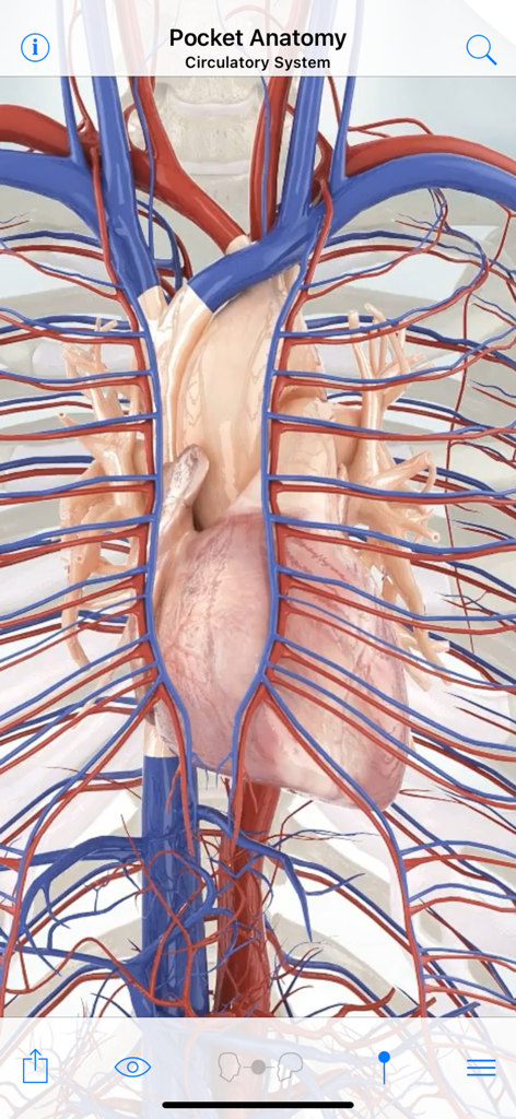 Modelo anatómico 3D del sistema circulatorio humano y el corazón en la aplicación Pocket Anatomy