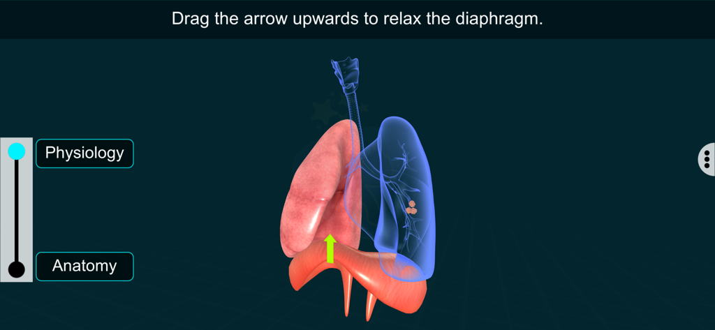 Respiratory Sys - EduTech Era - Lección interactiva de anatomía 3D que muestra el diafragma y el movimiento de los pulmones