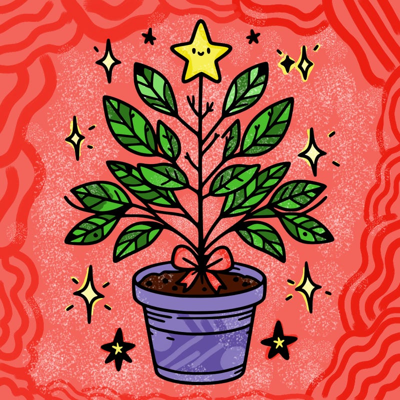 christmas plant