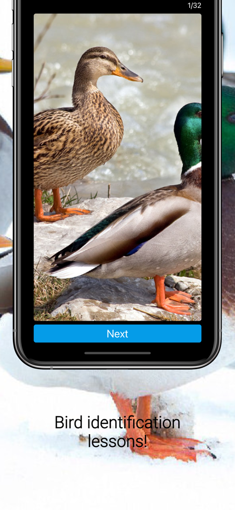 Mobile app screen showing a bird identification lesson with high-quality photos of mallard ducks