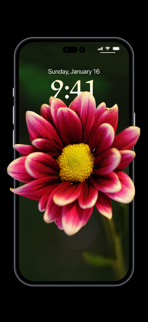 Depth Wallpaper & Live Effect - iPhone lock screen featuring a pink flower with the depth effect overlapping the clock