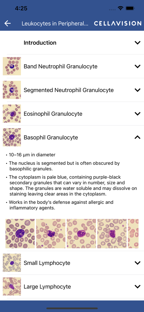 Hematology guide in the CellAtlas app showing detailed clinical descriptions and microscopic images of a Basophil Granulocyte.
