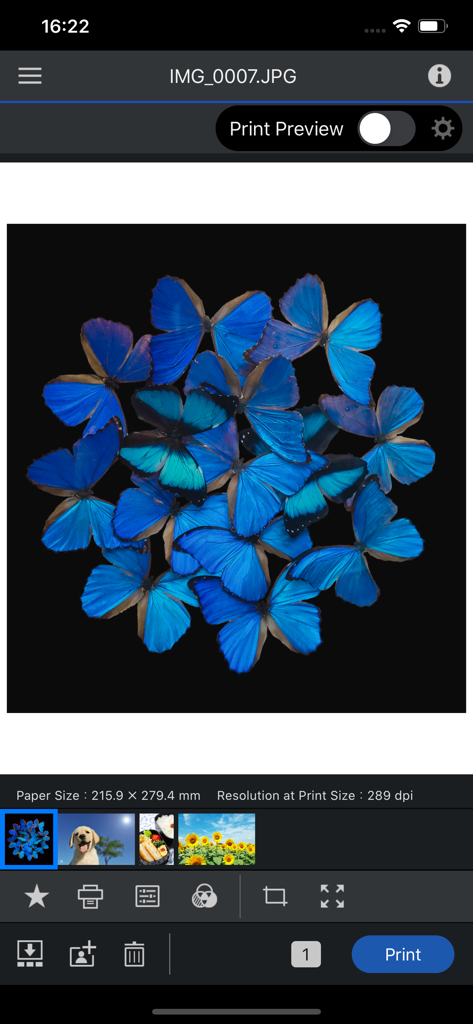 Interfaz de la aplicación Epson Print Layout que muestra una foto de mariposa con configuración de impresión profesional y opciones de vista previa