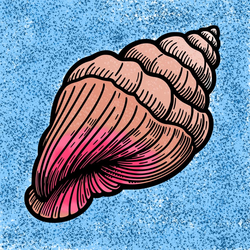 sea shell