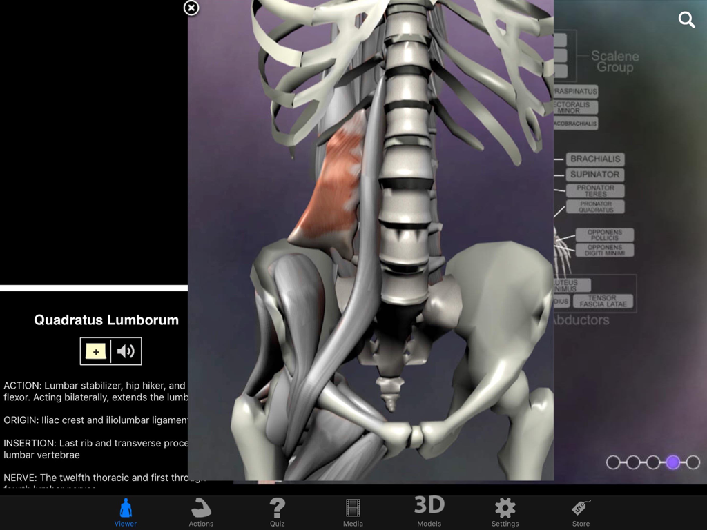 3D anatomical model highlighting the Quadratus Lumborum muscle with clinical details
