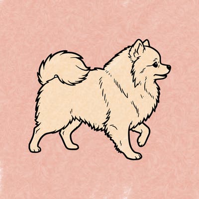 pomeranian