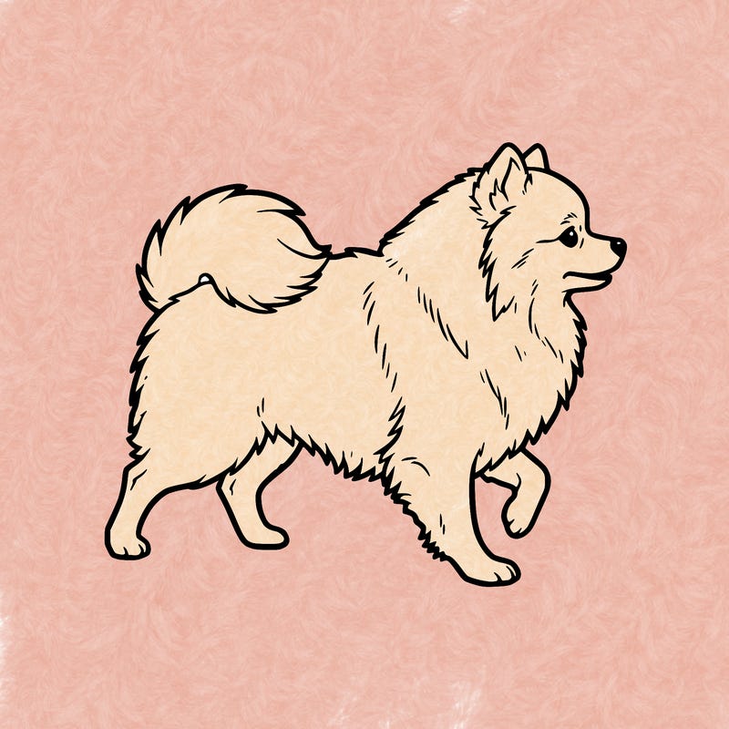 pomeranian
