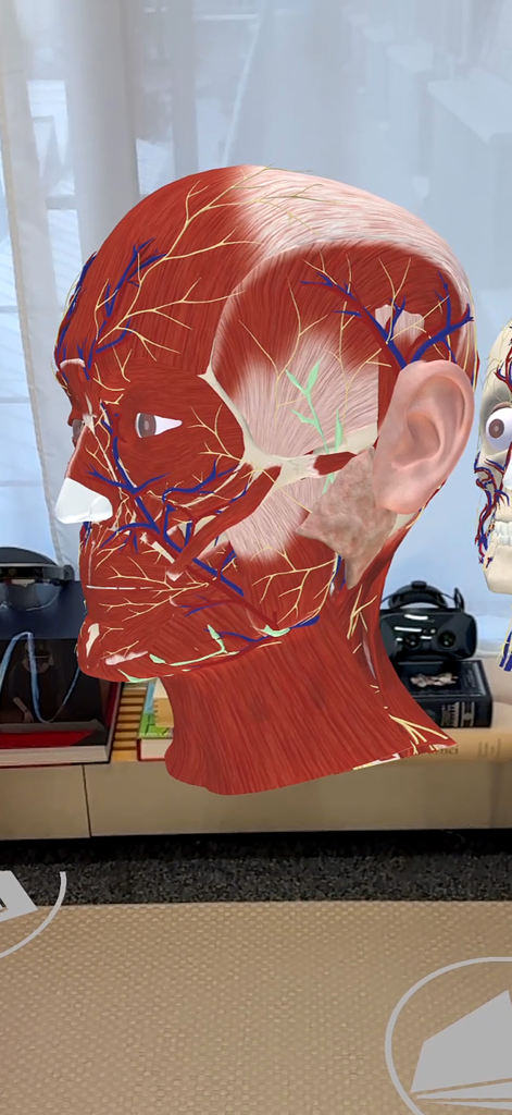 Medicalholodeck® - 筋肉と神経を示す人間の頭部解剖の3D拡張現実モデル。