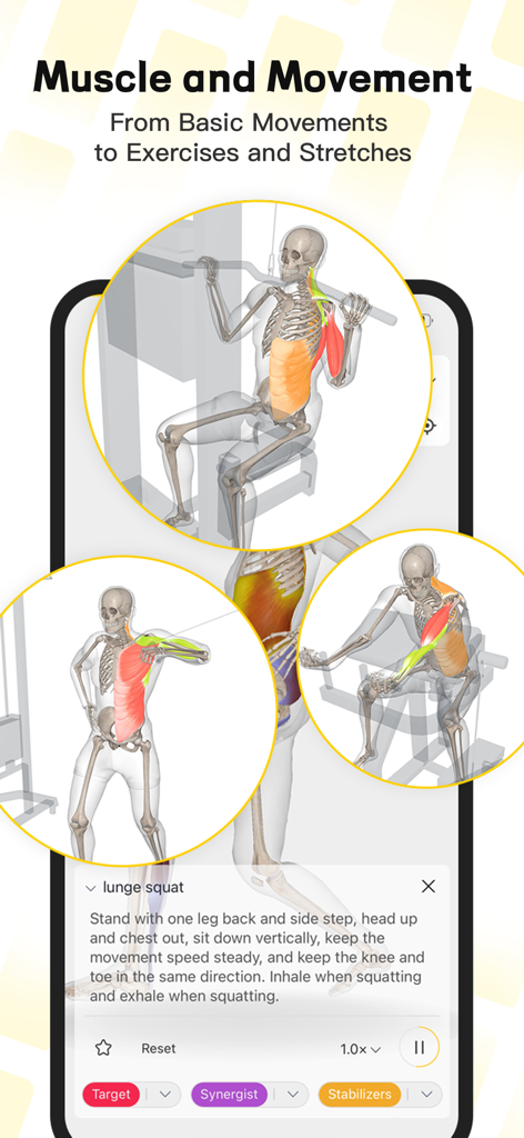 Modelos anatômicos 3D demonstrando o engajamento muscular e o movimento articular durante o exercício no aplicativo Seebody