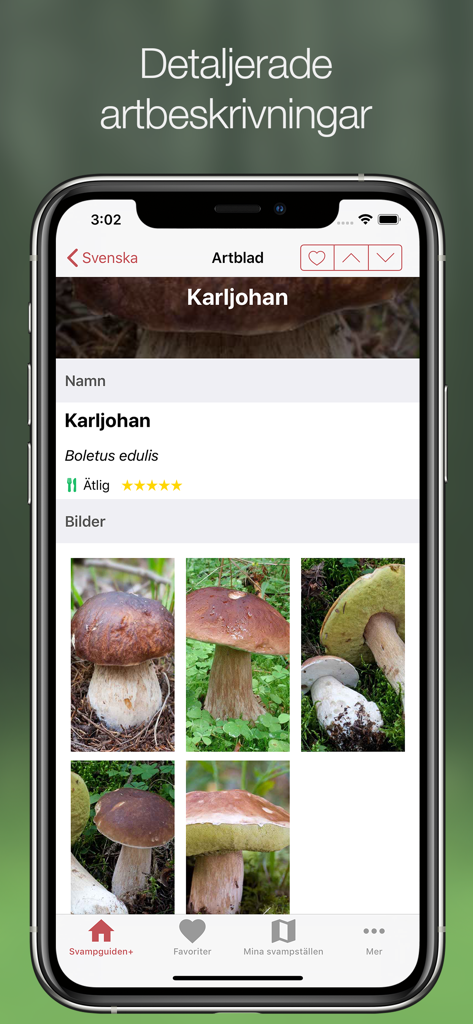 Svampguiden+ - Svampguiden plus app screenshot showing detailed information and photos for the Karljohan mushroom