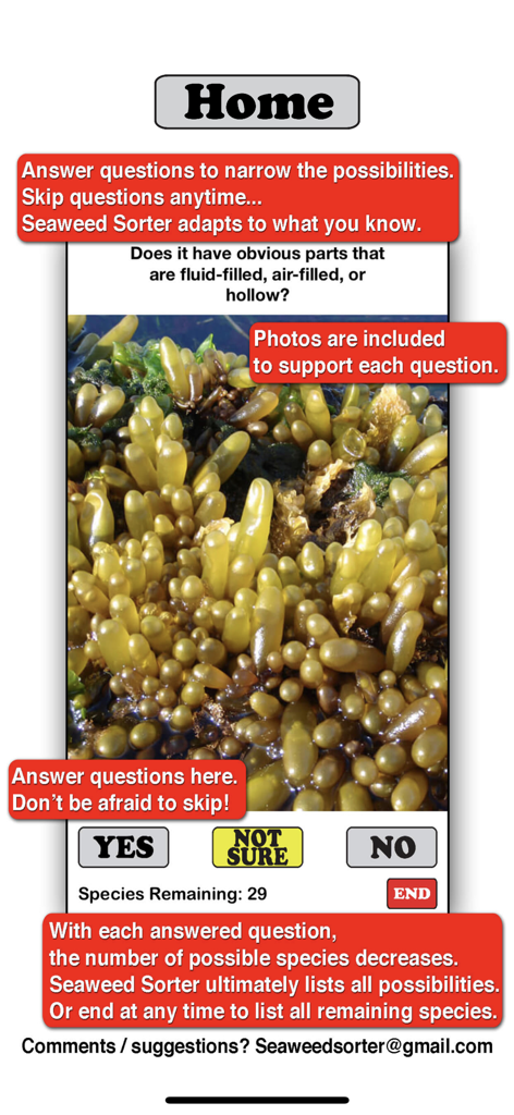 Captura de pantalla de la aplicación Seaweed Sorter que muestra una pregunta de identificación ilustrada con opciones de sí, no y no estoy seguro.