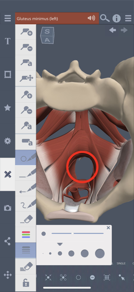 Primal's 3D Female Pelvis - Interactive 3D anatomical view of the female pelvis with drawing and annotation tools active.