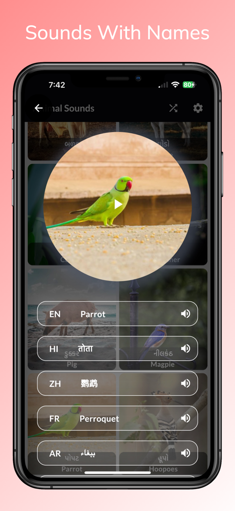 Animal Sounds - With Birds - Interfaz de la aplicación que muestra un loro y su nombre en varios idiomas para la educación infantil.
