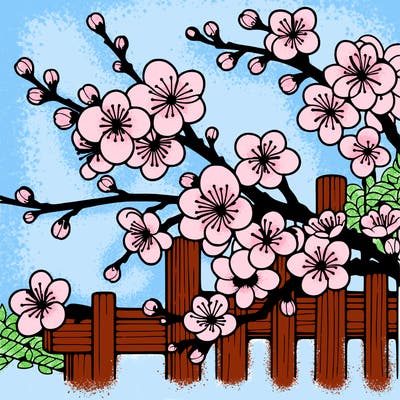 japan cherry blossom