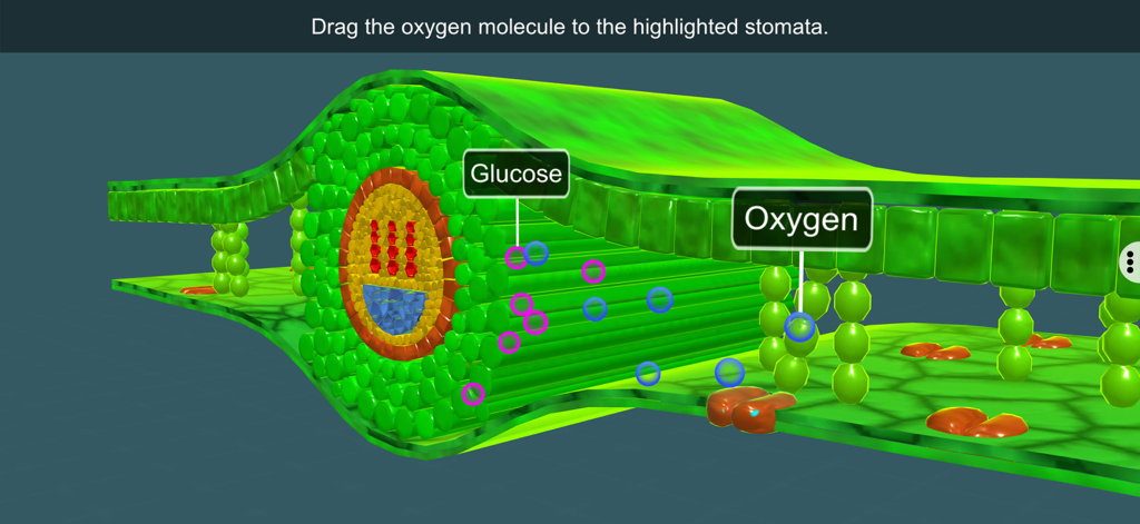 Diagrama interativo de seção transversal de folha 3D com moléculas de oxigênio e glicose