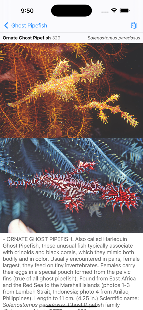 Profilo dettagliato del cavalluccio marino fantasma ornato nell'app North Sulawesi Fish ID che mostra più variazioni di colore e descrizioni scientifiche.