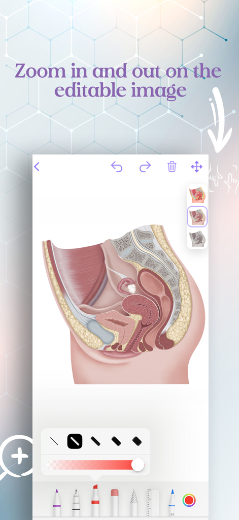 Clinic Visuals - Anatomical diagram of the sagittal pelvis with zoom and drawing tools in the Clinic Visuals app.