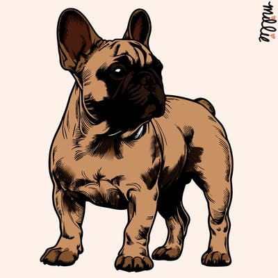 realistic french bulldog