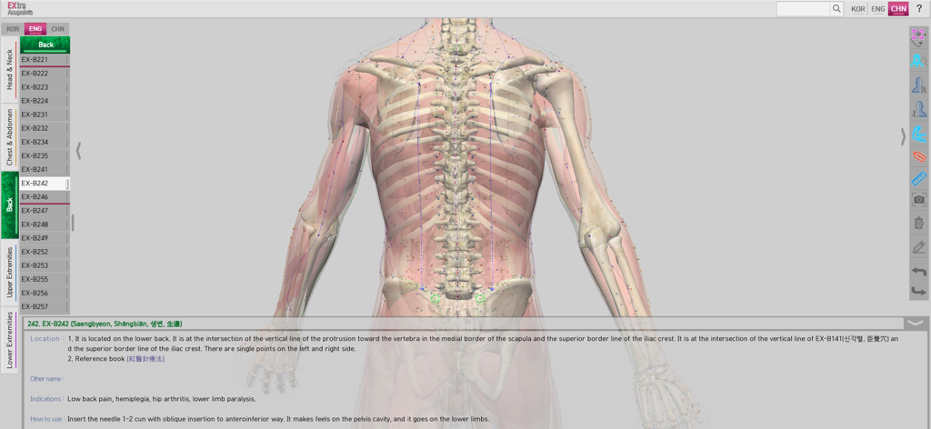 Extra Acupoints - A 3D human back anatomy model with acupuncture points and clinical descriptions in the Extra Acupoints mobile app