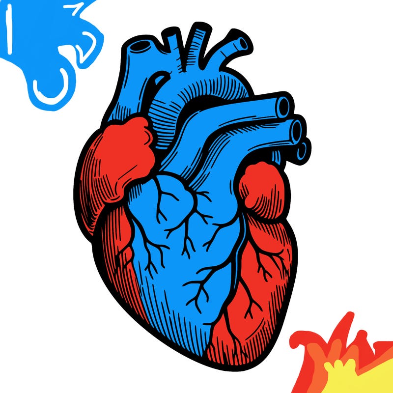 a realistic human heart