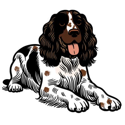 springer spaniel