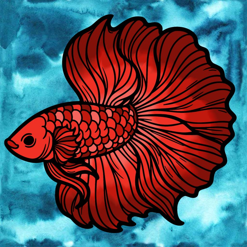 betta fish