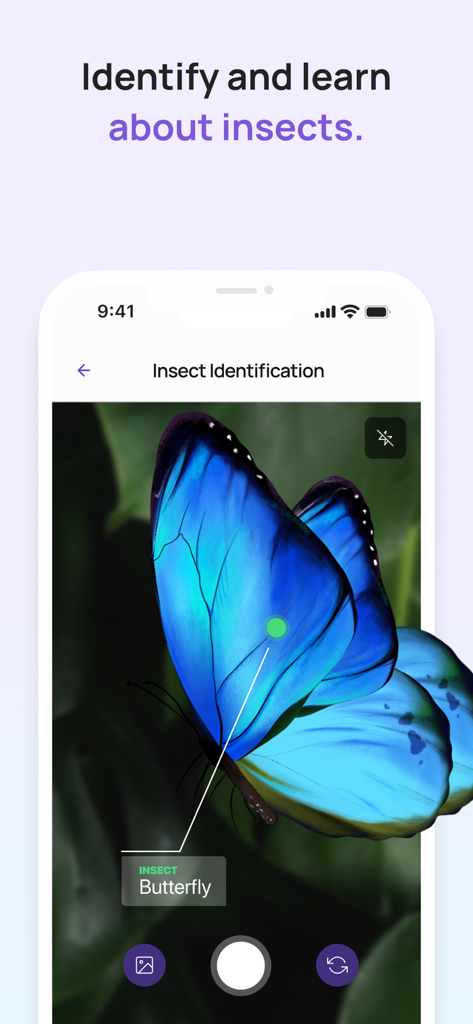 6Sense AI - L'app mobile 6Sense AI che identifica una farfalla blu utilizzando la sua funzione di identificazione degli insetti.