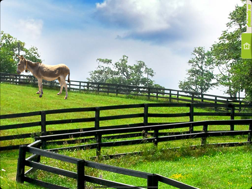 Real Animals 360 - Un âne se tenant dans un champ verdoyant avec une clôture en bois noir en mode tournée.