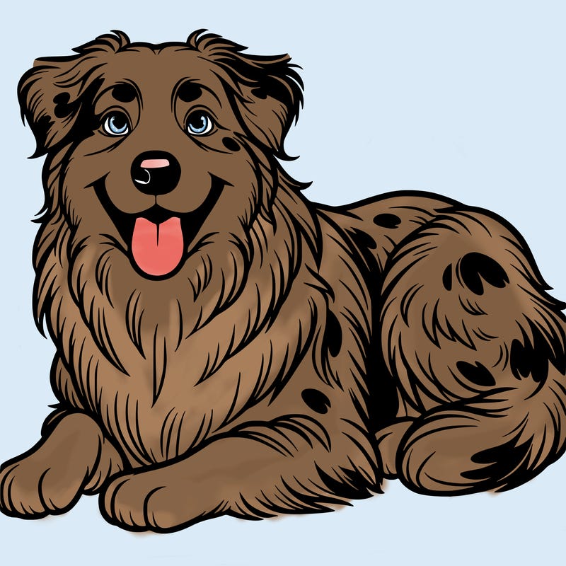 australian shepherd dog