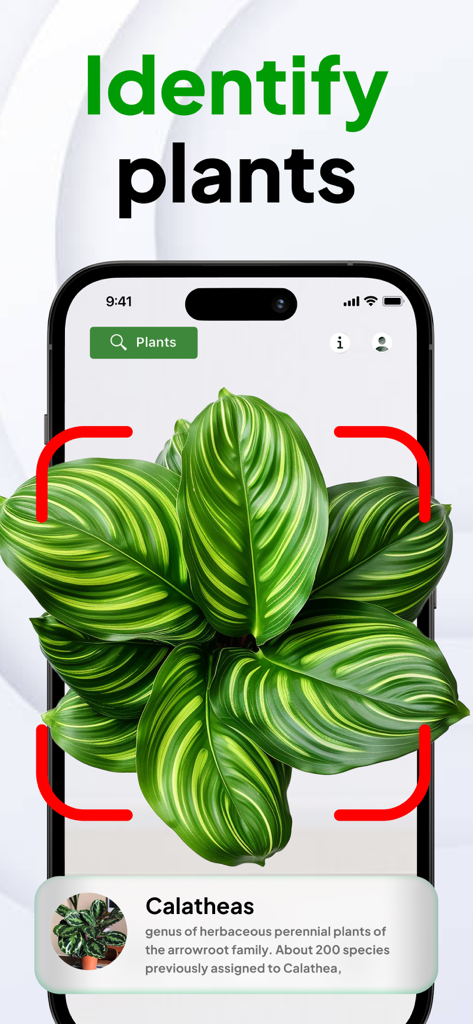 AI Plant ID - Identifier - Smartphone screen displaying the AI Plant ID app identifying a Calathea plant using camera recognition.